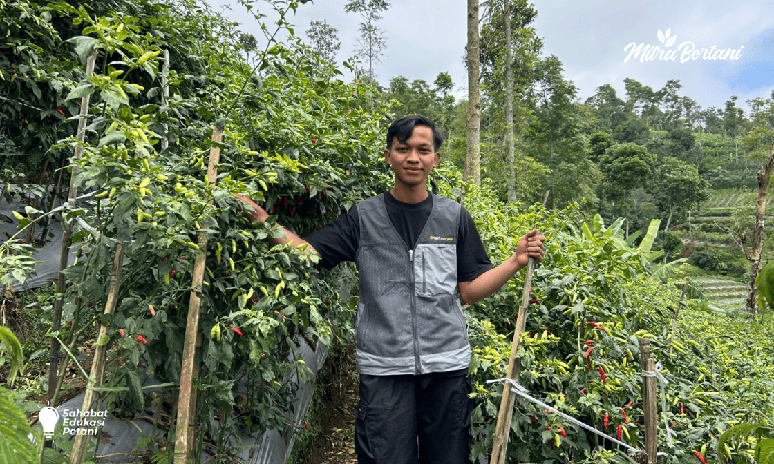 CARA MENCEGAH SERANGAN LAYU FUSARIUM PADA TANAMAN CABAI DI MUSIM HUJAN