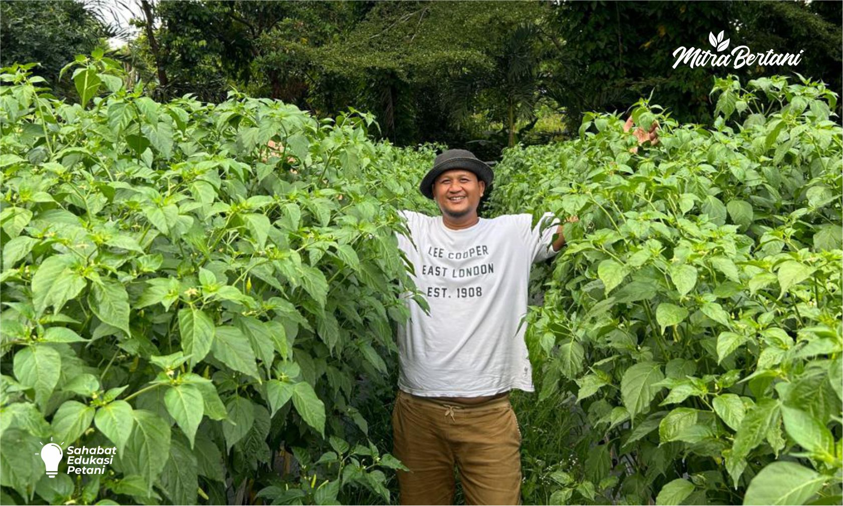 Cara Menjaga Cabai Tetap Sehat di Musim Hujan