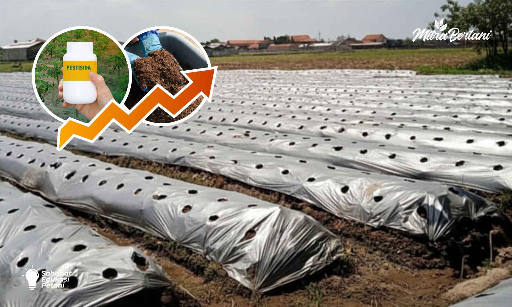 PLASTIK MULSA MAHAL, PUPUK LANGKA! JANGAN LAKUKAN 3 KESALAHAN INI KALAU TAK MAU RUGI!