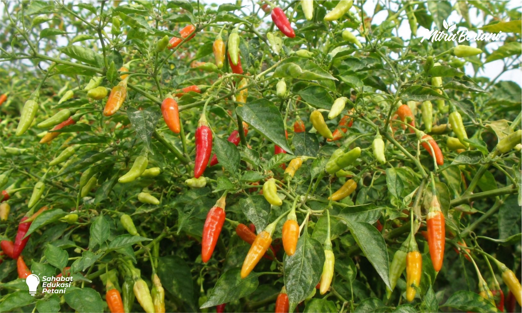 Mitra-bertani