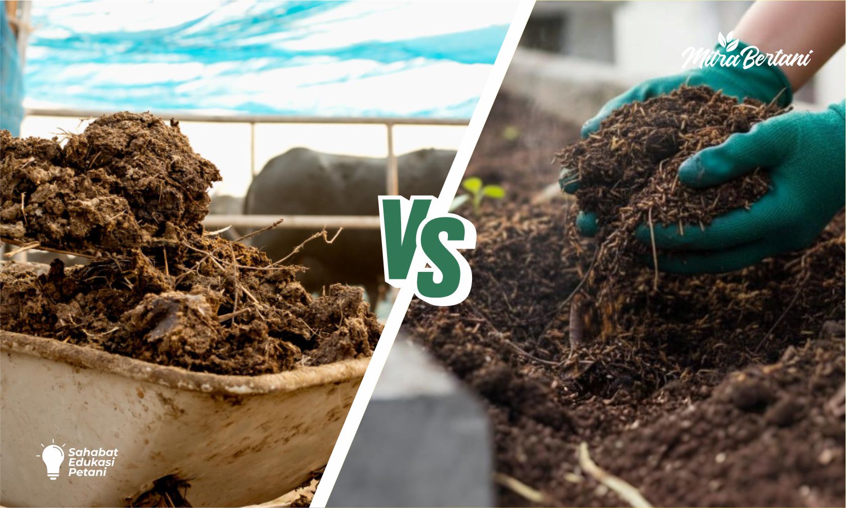 Pilih Kompos atau Pupuk Kandang untuk Cabai? Ini Jawabanya Berdasarkan Kondisi Lahan!