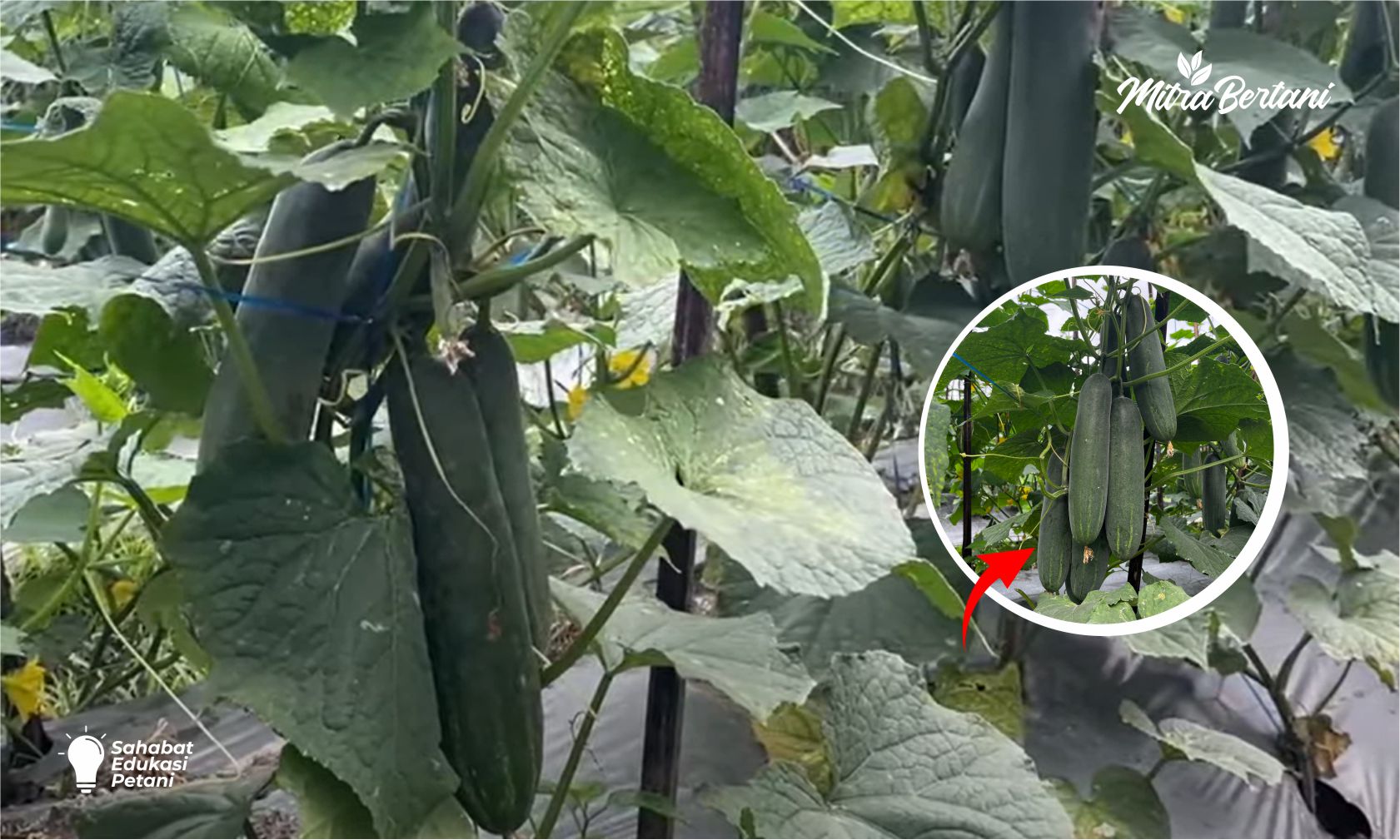 Jangan Takut Budidaya Timun Di Musim Kemarau, Tantangan Besar, Untung Lebih Besar