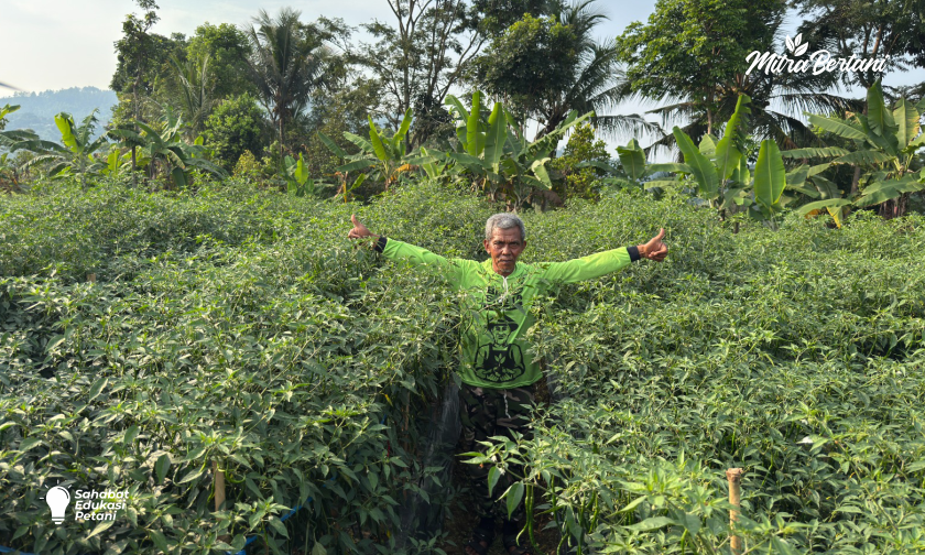Inilah Cara Mencegah Layu Cabai Merah Keriting dari Awal Tanam di Musim Hujan