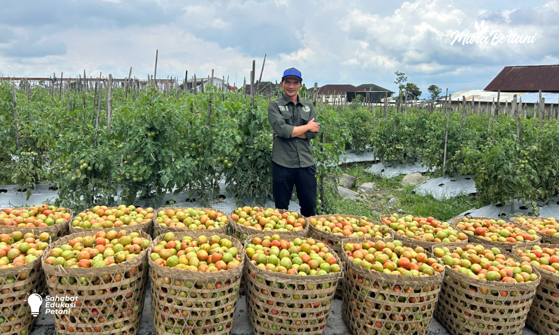 Cara Mengatasi Keriting Daun dan Bercak Daun Pada Tanaman Tomat Di Musim Hujan