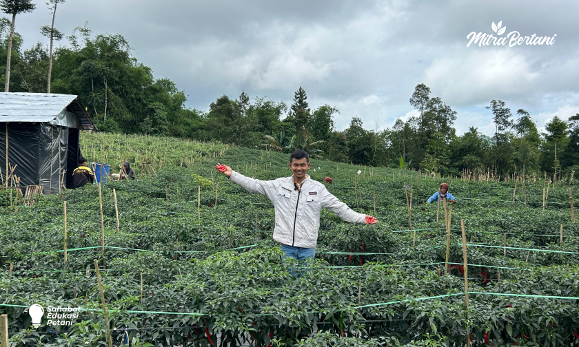 Cara Mencegah Layu, Busuk Batang, dan Patek pada Cabai Merah Besar di Musim Hujan
