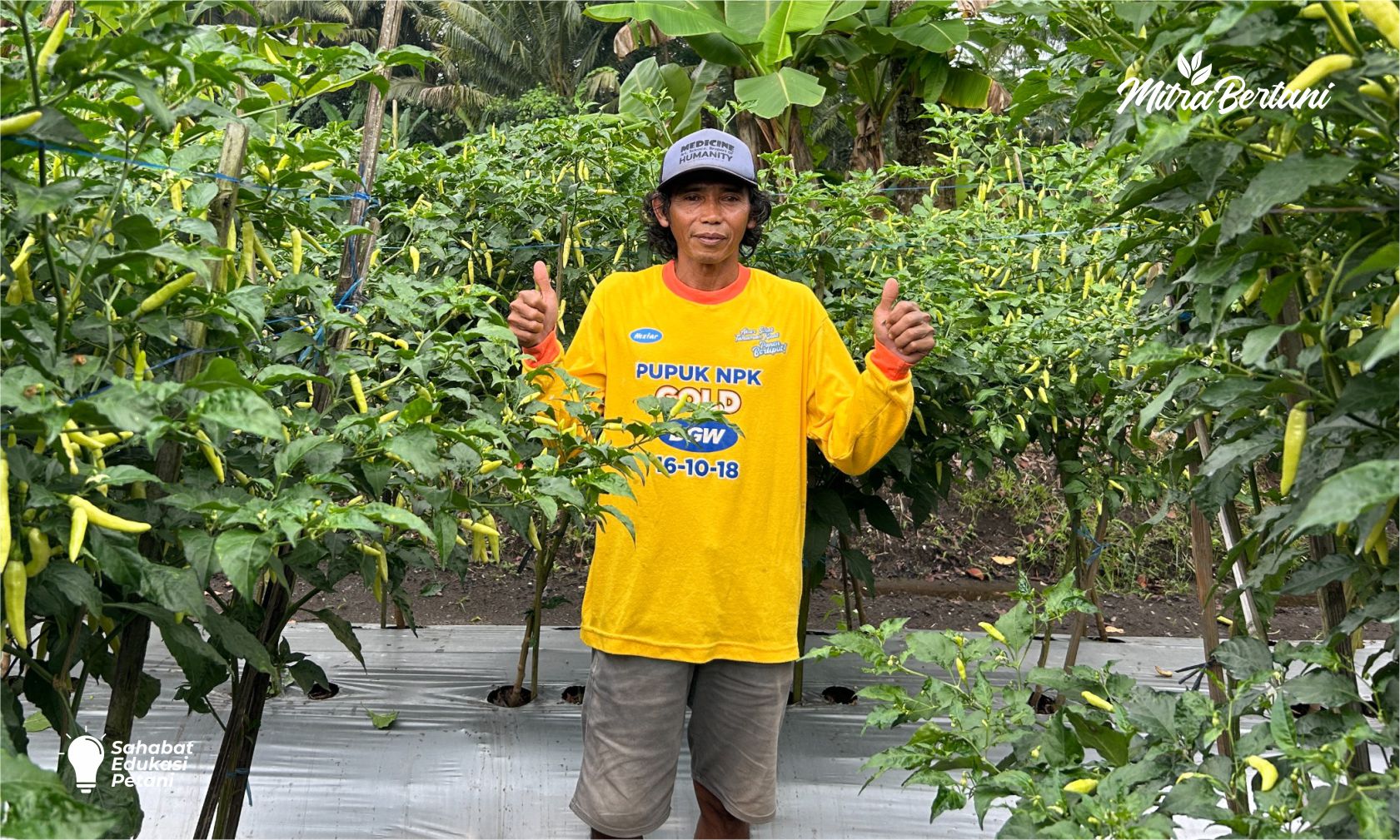 Stop Tanaman Sakit Di Musim Hujan Dengan Rajin Membersihkan Lahan