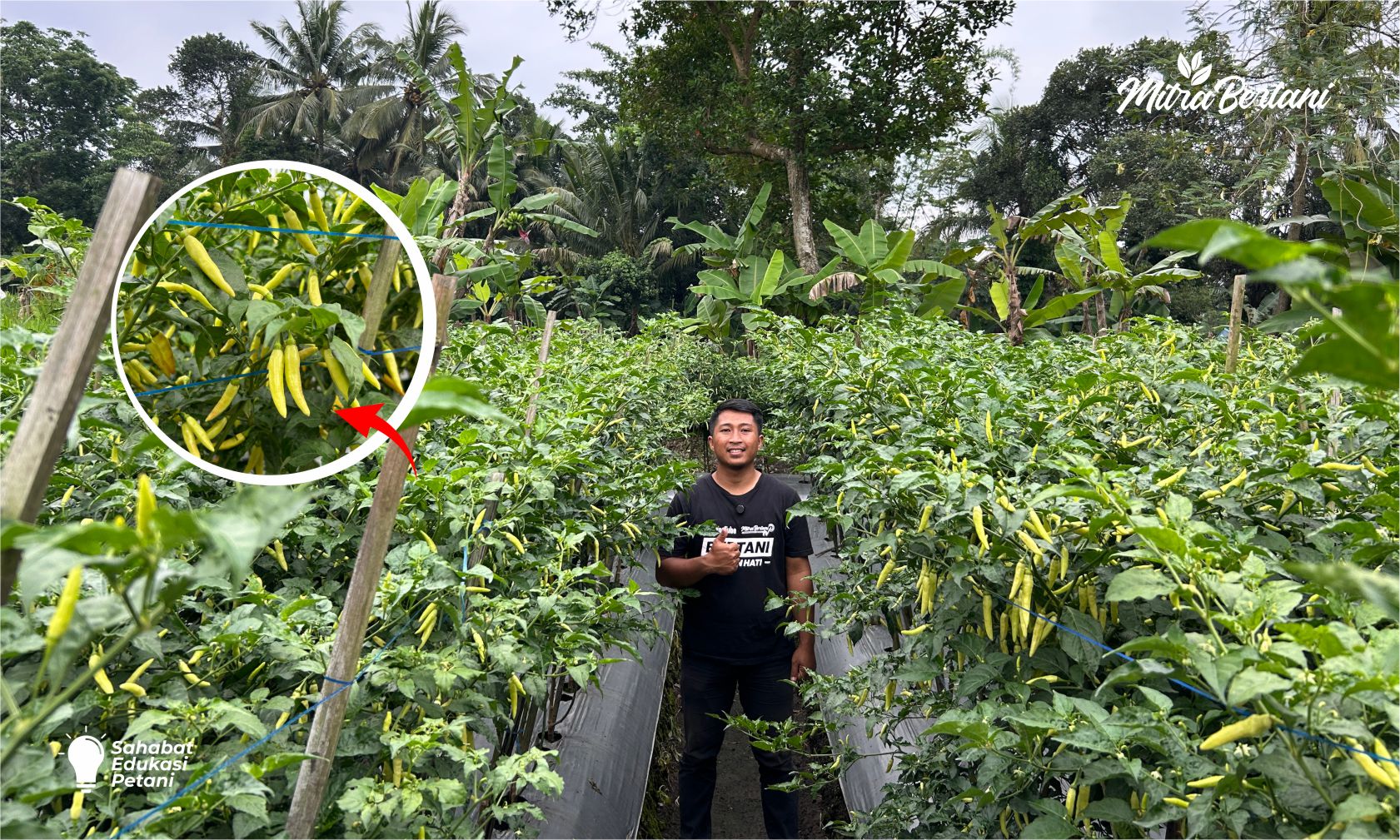 Inilah Alasan Petani Tidak Pernah Mencampur Pestisida dan Nutrisi Dalam Sekali Penyemprotan