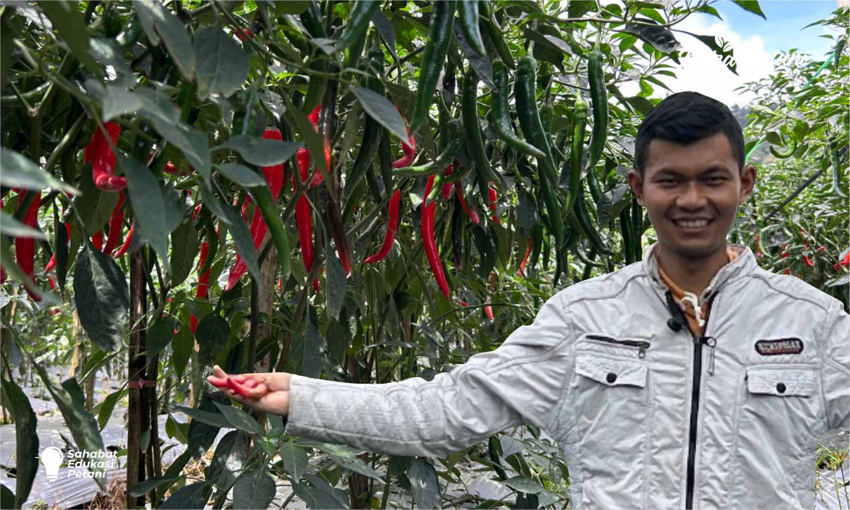 Cara Mengatasi Lalat Buah dan Ulat pada Cabai Merah Besar di Musim Hujan