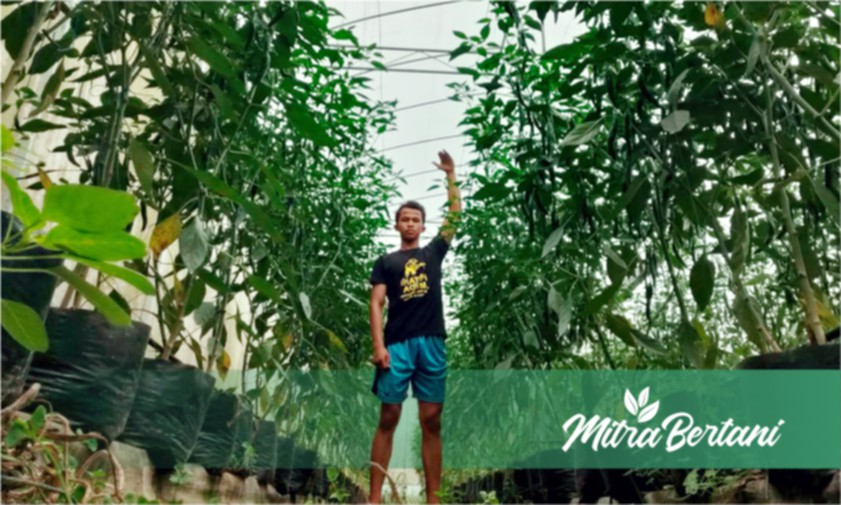 Muda Penuh Karya, Pelajar SMA Ini Sukses Budidaya Cabai dengan Greenhouse