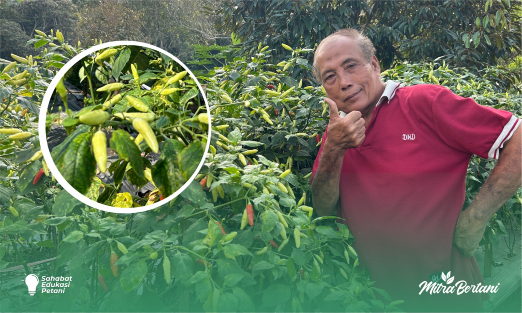 Budidaya Cabai : Dari Gedung ke Ladang Hijau, Mantan Direktur Utama Perusahaan Mekah Pulang Bertani 