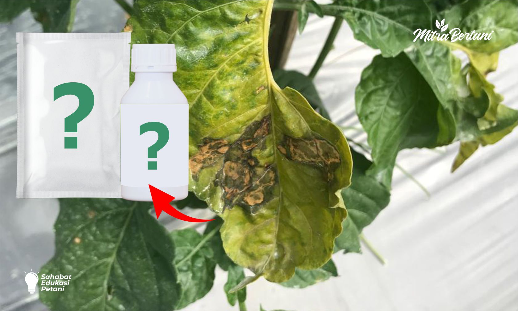 WASPADA PERUBAHAN MUSIM!! INI 2 OBAT PALING AMPUH ATASI BUSUK DAUN CABAI 