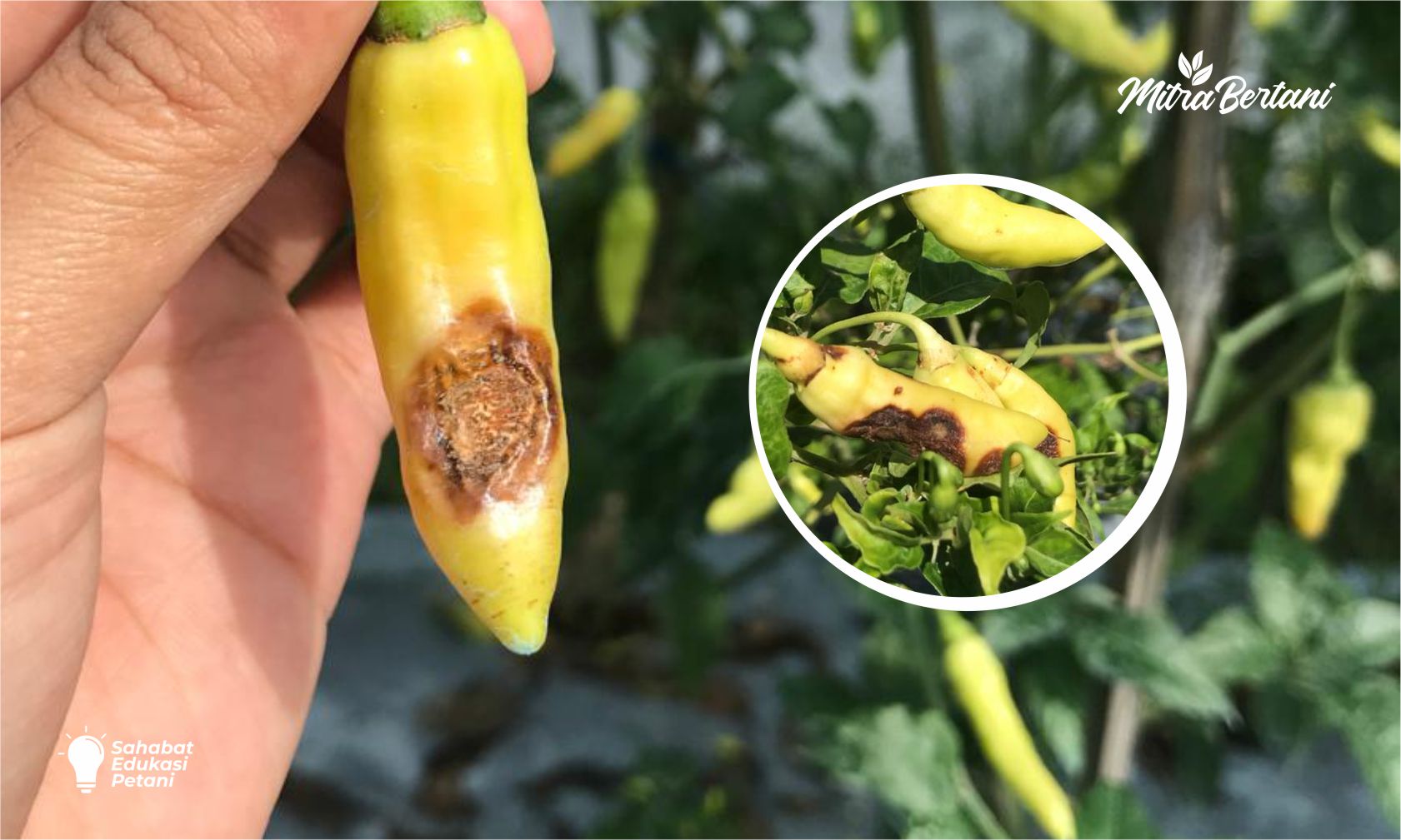 Antraknosa atau Patek pada Cabai!! Ini Gejala, Penyebab, dan Dampaknya Bagi Petani