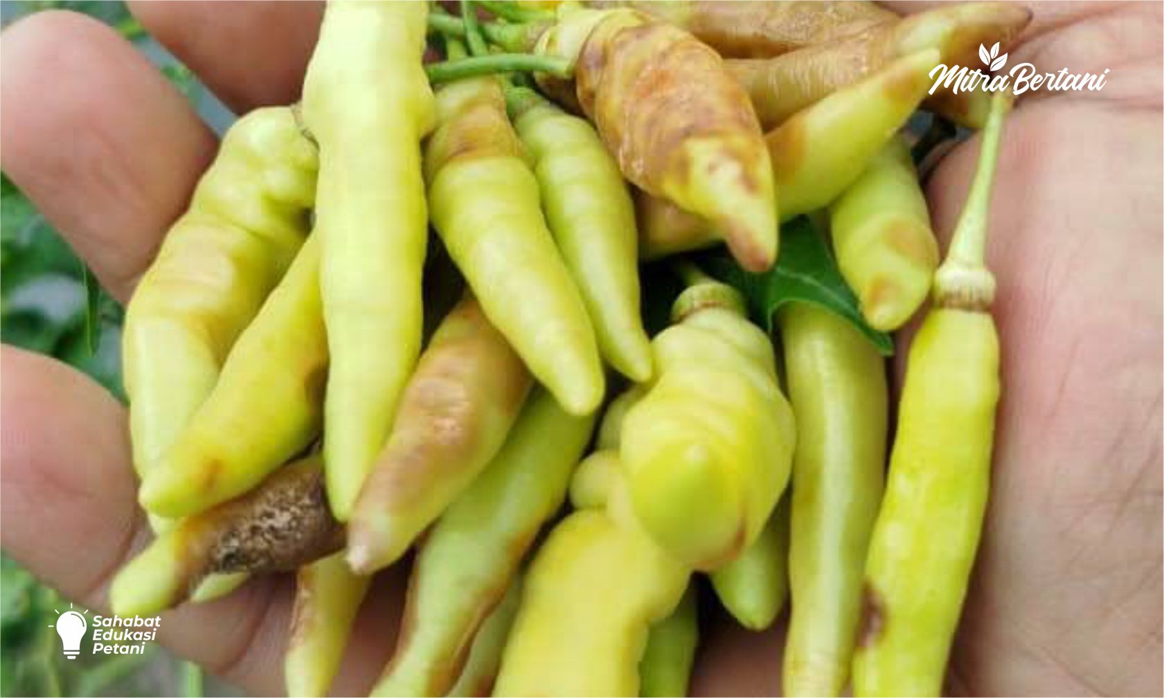3 Jenis Busuk Buah Cabai di Musim Hujan yang Wajib Petani Kenali
