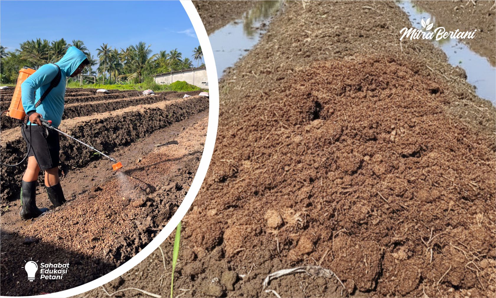 CARA FERMENTASI PUPUK KANDANG LANGSUNG DI LAHAN