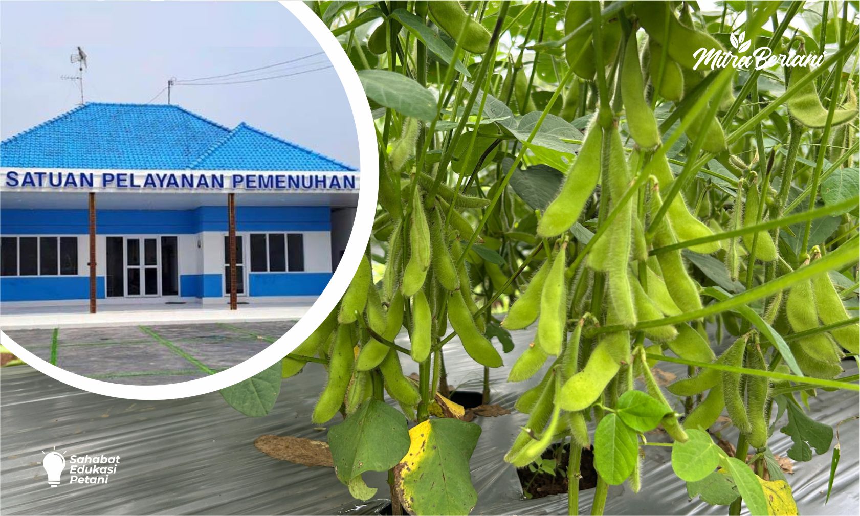 KOMODITAS PALING DICARI DAPUR MBG 2026! KEUNTUNGAN BUDIDAYA EDAMAME YANG WAJIB PETANI KETAHUI