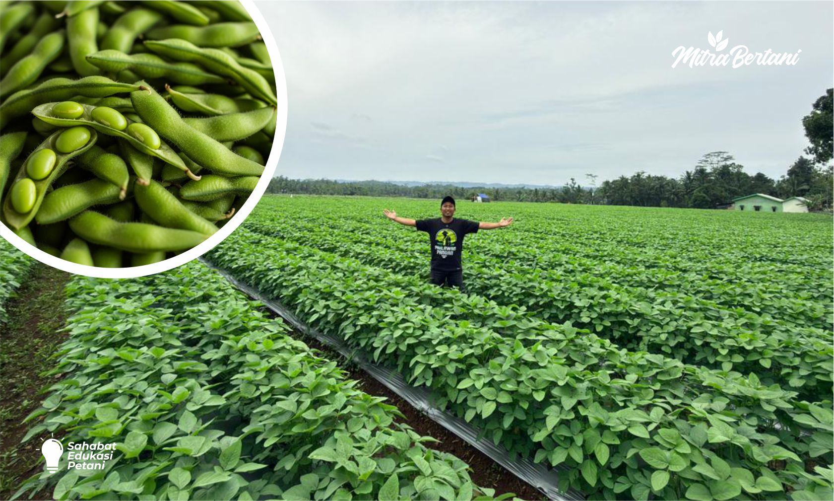 CARA LENGKAP BUDIDAYA EDAMAME!! TANAMAN PENCETAK UANG 2026!!