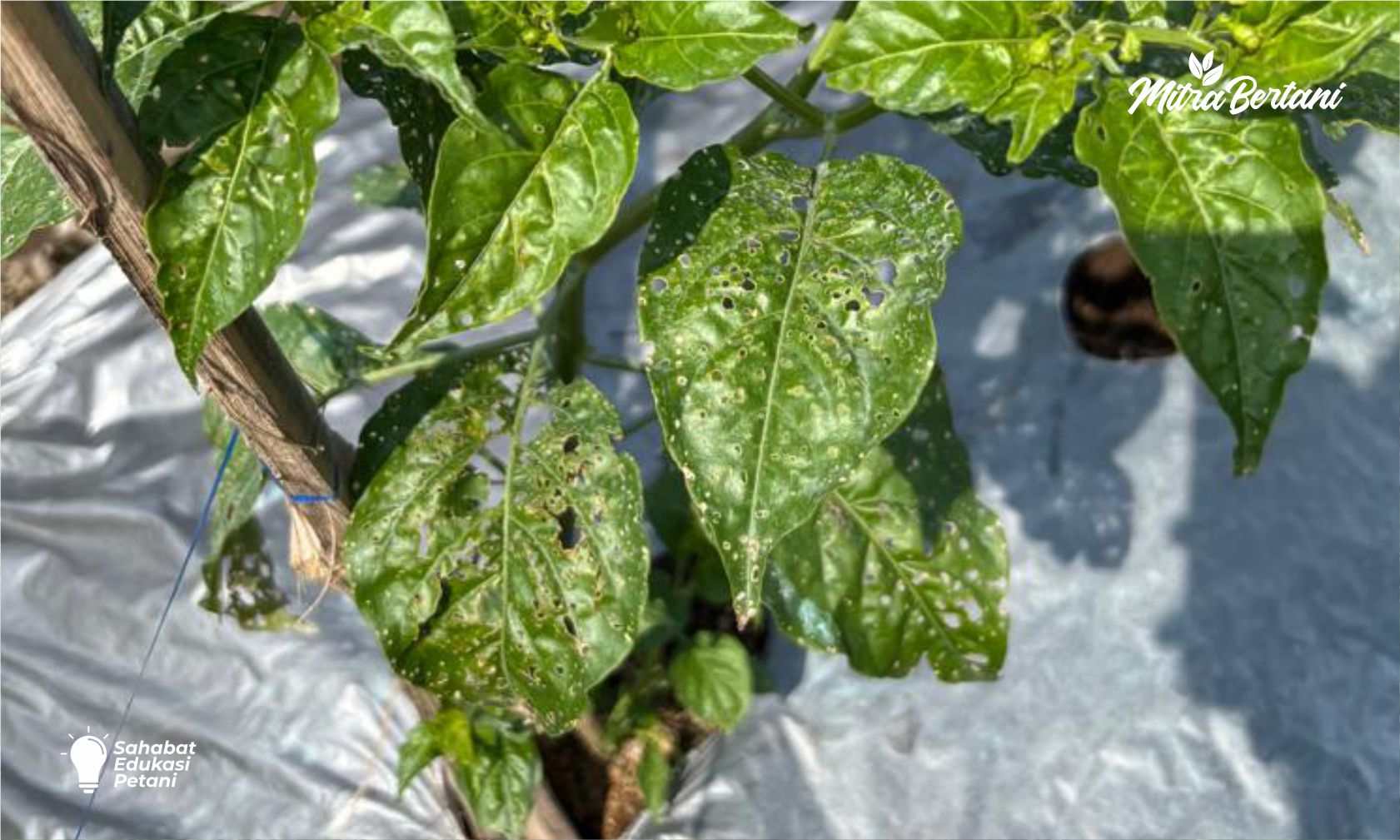 Kenapa Daun Cabai Bolong-Bolong Tidak Beraturan? Waspada Ulat Grayak, Ini Cara Mengatasinya