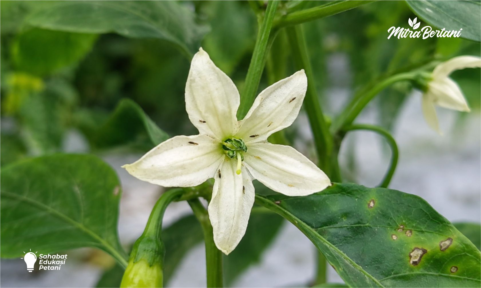 CARA MENGATASI THRIPS!! CUKUP SEMPROT 2 BAHAN INI, DAUN KERITING PULIH SAMPAI PANEN!