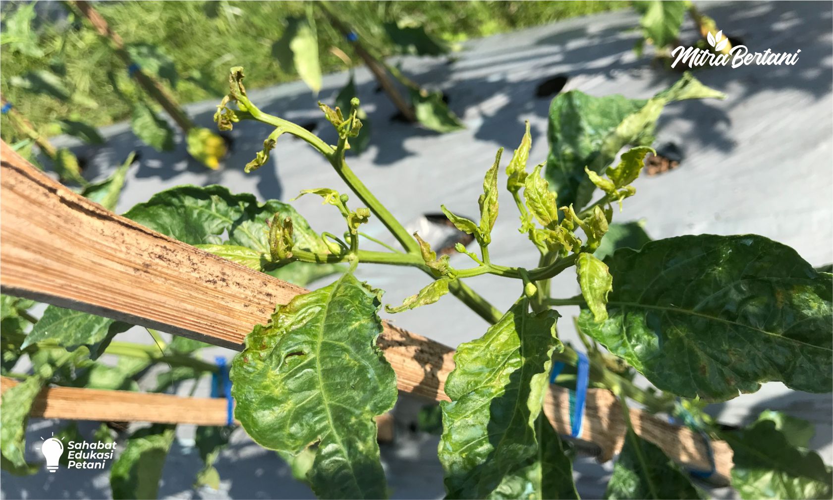 DAUN CABAI MENGERITING DAN PUCUK GOSONG? JANGAN SALAH SEMPROT, CEK 5 TANDA SERANGAN THRIPS INI!