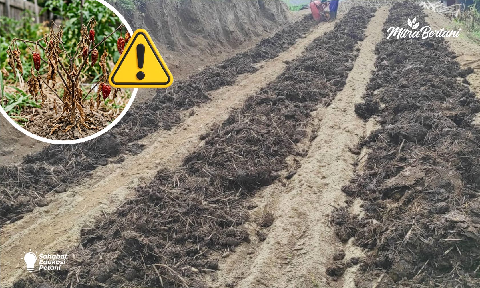 CARA OLAH LAHAN SIAP TEMPUR DI MUSIM HUJAN!! TANAMAN AMAN DARI JAMUR