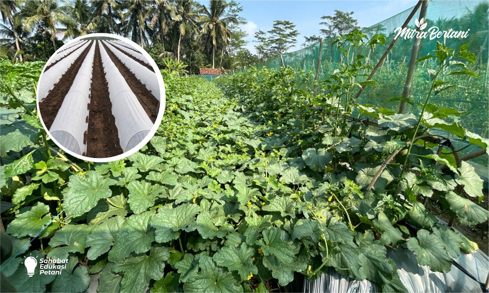 99% TANAMAN MELON & CABAI AMAN DARI KERITING DAN VIRUS KUNING!! CUKUP PAKAI KAIN HAIGRO, INSEKTISIDA JADI LEBIH IRIT