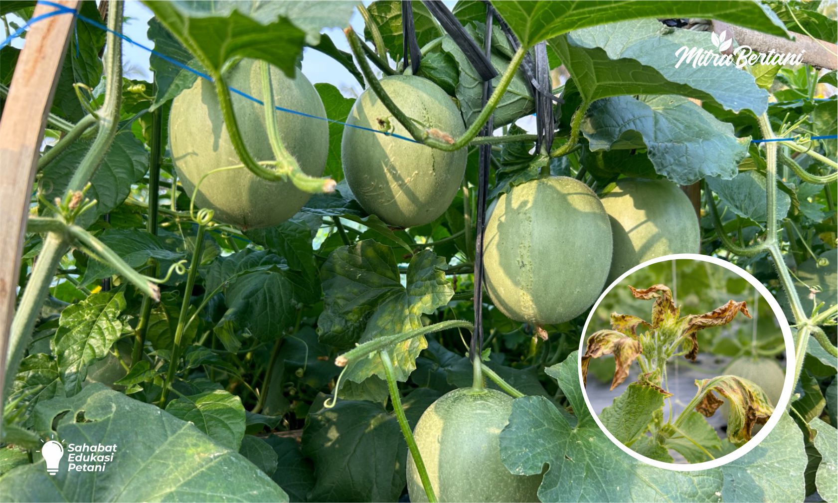 DAUN GOSONG SETELAH SEMPROT INSEKTISIDA? BEGINI CARA MEMULIHKAN TANAMAN DARI OVERDOSIS PESTISIDA
