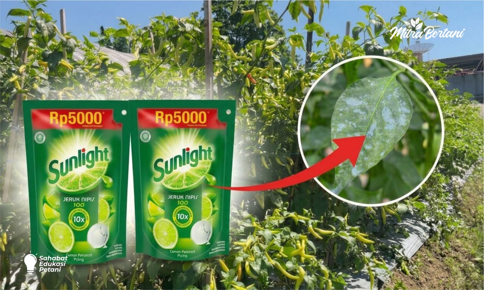 KESALAHAN FATAL MENYEMPROT PESTISIDA! INI BUKTINYA, SUNLIGHT BUKAN PEREKAT PESTISIDA.
