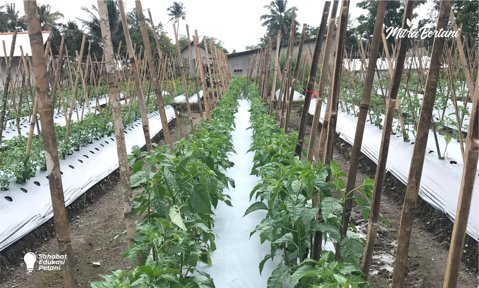 SERING DISEPELEKAN PETANI! CARA MEMASANG AJIR TANAMAN CABAI YANG BENAR AGAR TANAMAN TIDAK MUDAH STRES