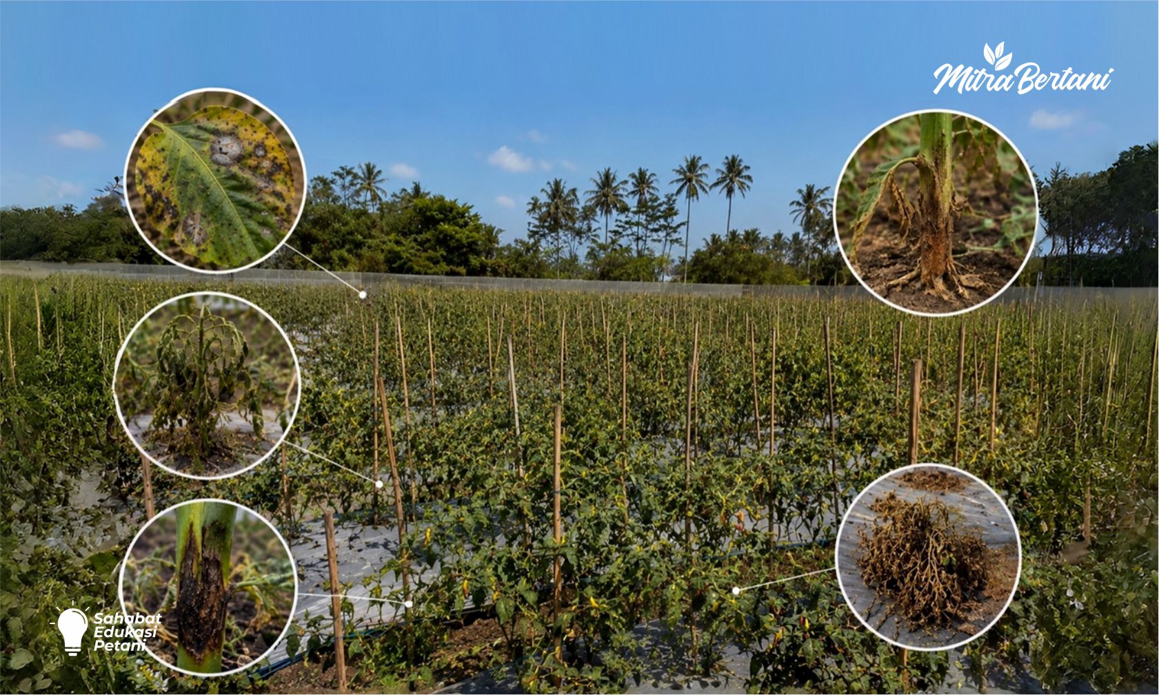 97% PETANI CABAI PASTI PERNAH MENGALAMI INI! KENALI MUSUH TERBESAR TANAMAN CABAI DAN CARA MENCEGAHNYA