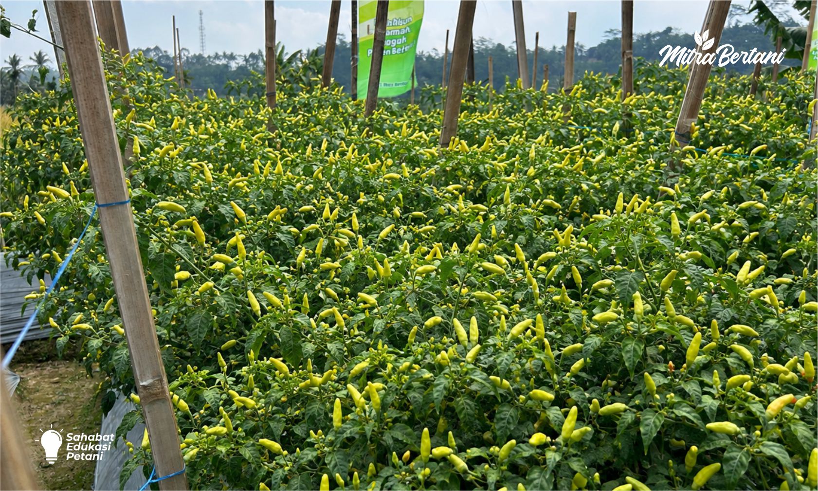 THRIPS MEMBANDEL, CABAI TETAP LEBAT! CARA MENGATASI THRIPS DAN MENJAGA BUAH TETAP BESAR SAMPAI ATAS DI LAHAN BEKAS