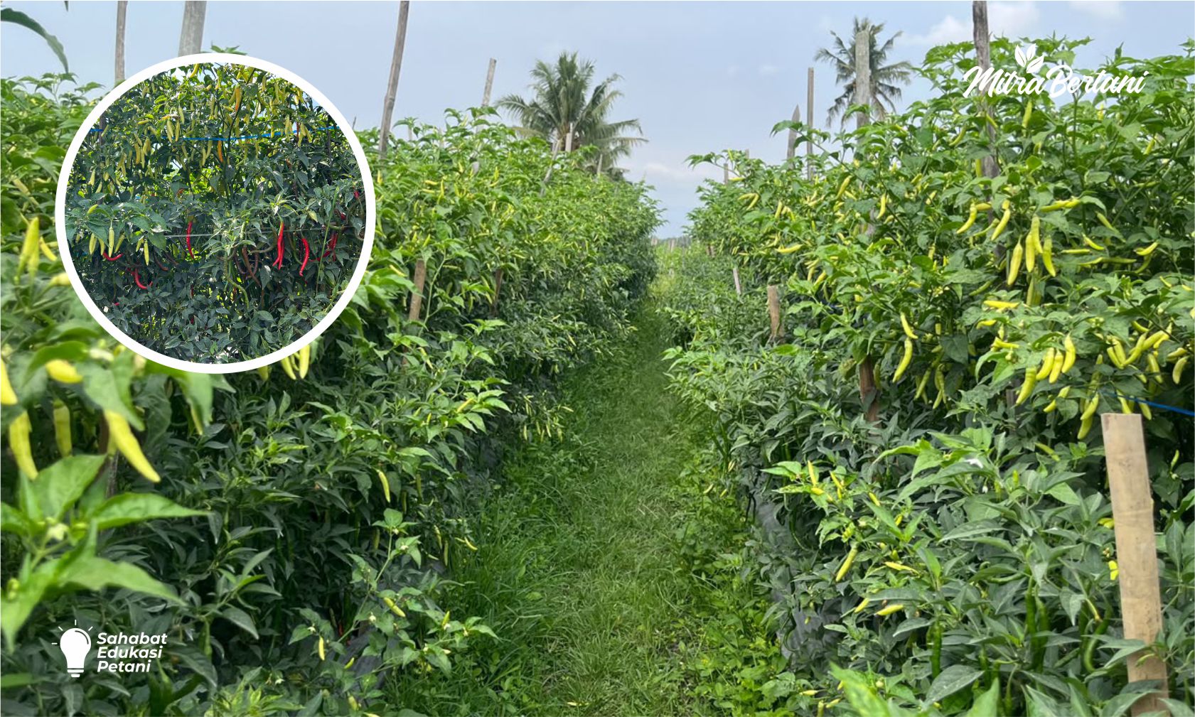 BERTANI ALA JEPANG, TANAMAN CABAI TERBUKTI MAKSIMAL! INTIP CARA OLAH LAHAN CABAI ALA PETANI JEPANG