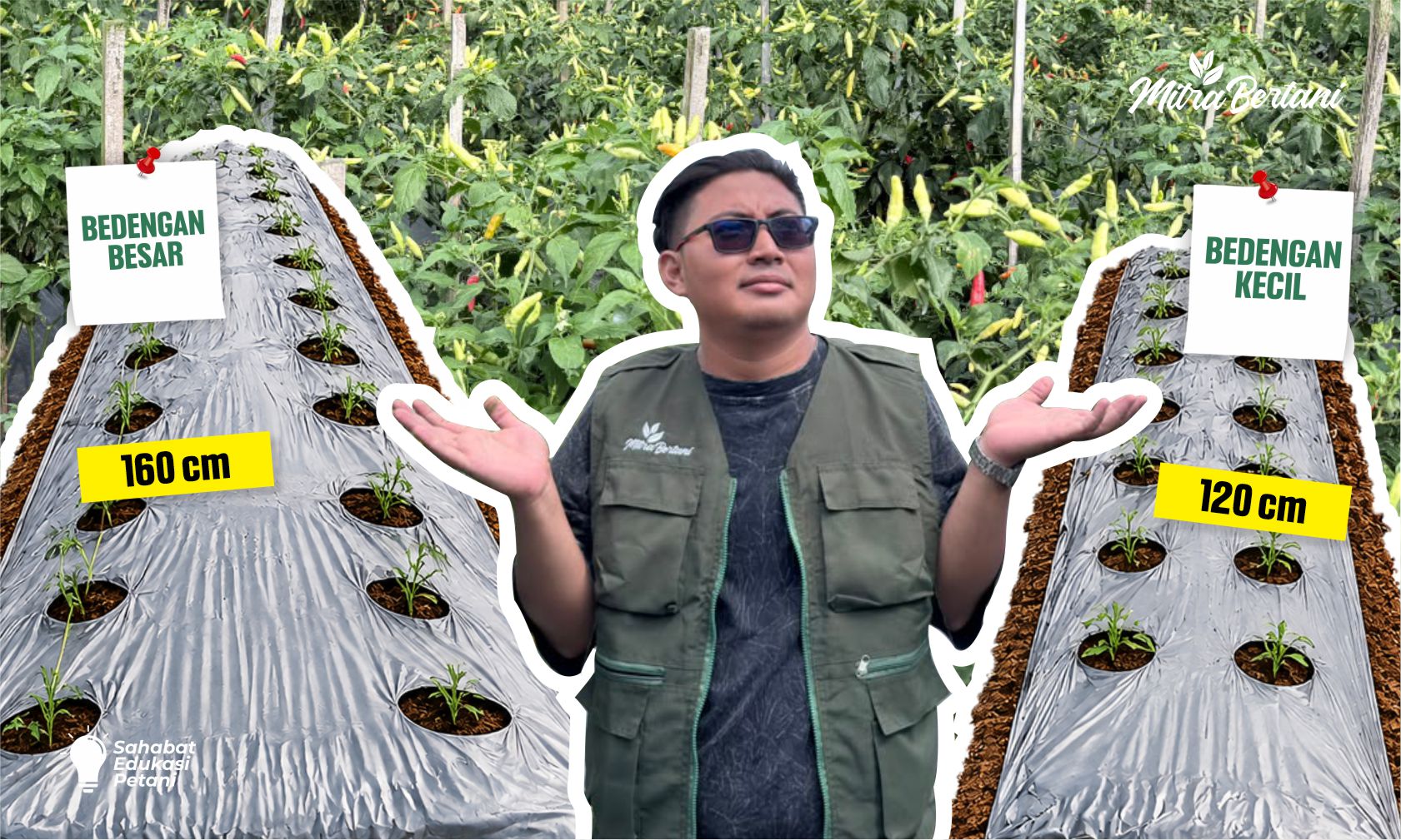 BEDENGAN BESAR VS KECIL, MANA YANG LEBIH MENGUNTUNGKAN UNTUK TANAMAN CABAI?
