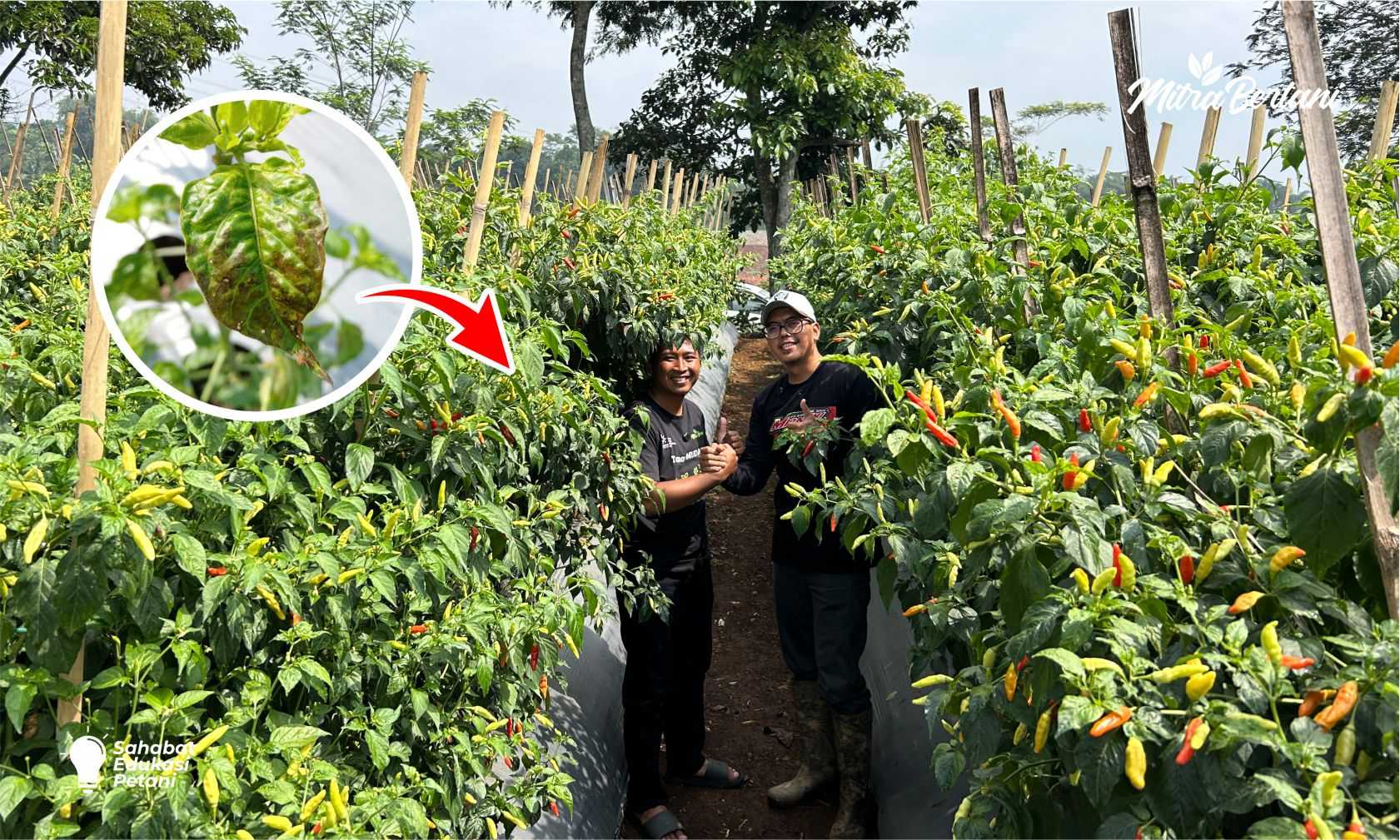 CARA MENGATASI OVERDOSIS PESTISIDA PADA CABAI RAWIT! DAUN KEMBALI SEHAT, BUAH TETAP LEBAT