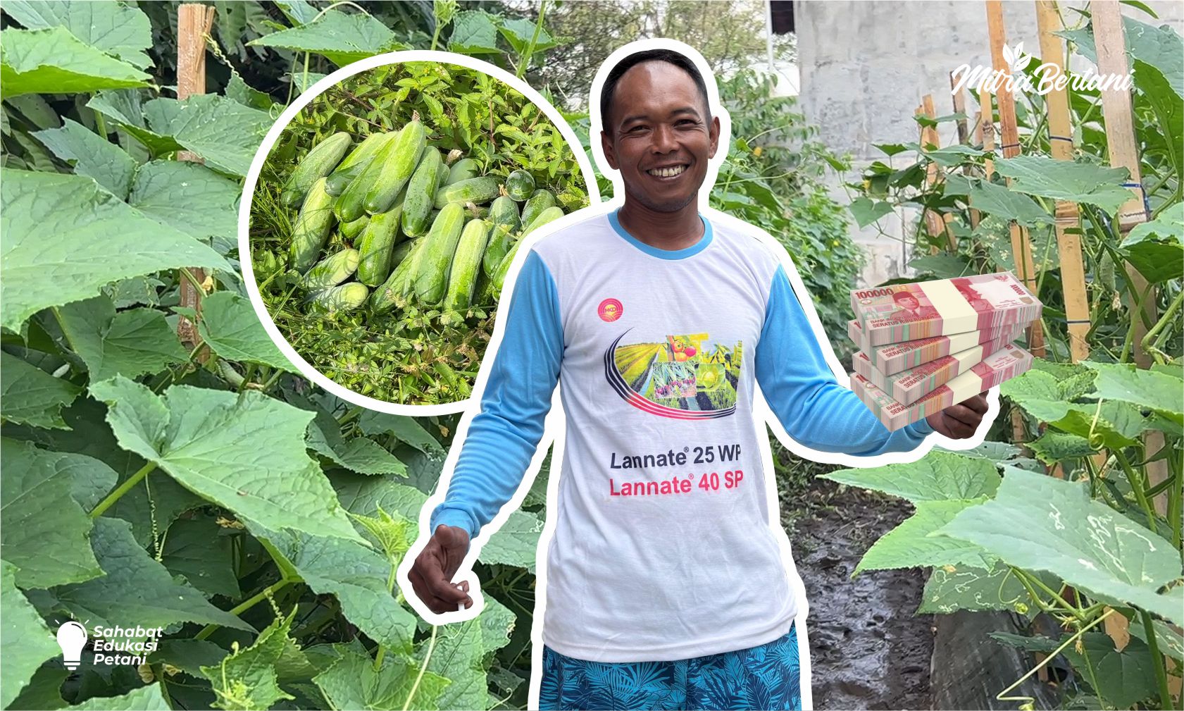 CARA MENGATASI KERITING DAUN DI MUSIM KEMARAU! RAHASIA ATUR WAKTU TANAM AGAR PANEN SETIAP BULAN